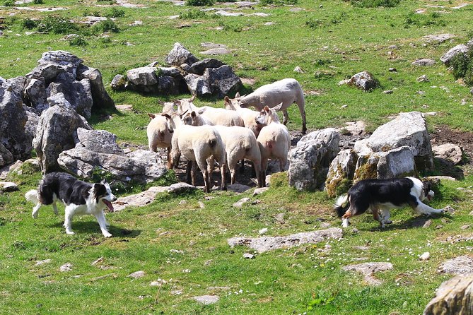10-Day Ultimate Small-Group Tour of Ireland from Dublin - Day 5: Ferry to Inis Oírr and a sea-view Cliffs cruise, then Galway