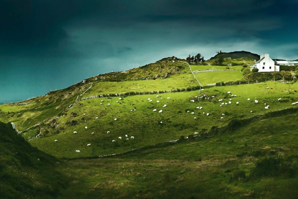Best of Ireland 6-Day Backpackers Economy Tour - Day 2 Belfast to Derry: Antrim Coast castles, Dark Hedges, and rope-bridge views