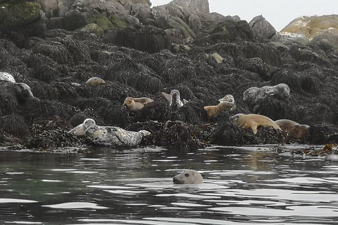 Dublin Bay Seal Kayaking Safari at Dalkey - 9) How guides handle wind, route changes, and safety