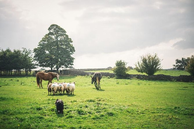 Dublin: Glendalough, Wicklow, Kilkenny and Sheepdog demonstration - Leaving Dublin With a Plan (and No Car Worries)