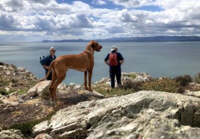 Dublin: Howth Coastal Hiking Tour - Where You Start: Howth Market at 12:00 (and Why That’s Handy)