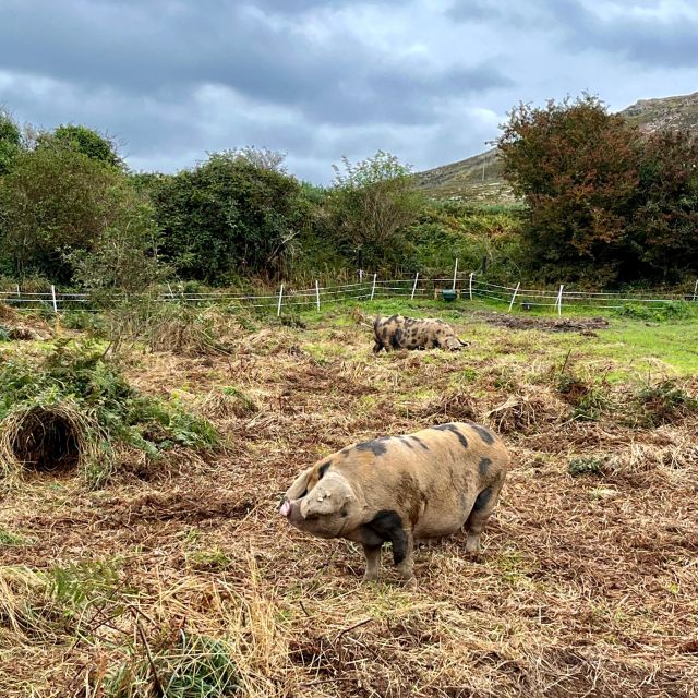 Dublin: Howth Safari Hiking Tour - The guide experience: locals, real pacing, and even a dog or two
