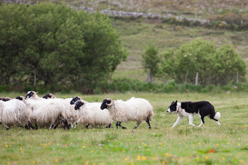 Dublin: Kilkenny, Wicklow & Glendalough Tour & Sheepdog Show - Wicklow Mountains on the road: scenery with a movie-country feel
