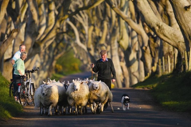 Dublin to Dunluce Castle, Giant's Causeway, Dark Hedges & Belfast - Dunluce Castle: cliff-top ruins, Clan MacDonnell, and the Pyke connection