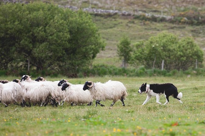 From Dublin: Wicklow, Glendalough, Waterfall & Sheepdog demo - Barnbawn Sheep Farm: Seeing Rural Skills Up Close
