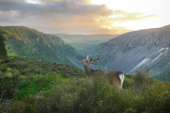 Glendalough Night Hike and History Tour - Glendalough at night: why the sunset matters