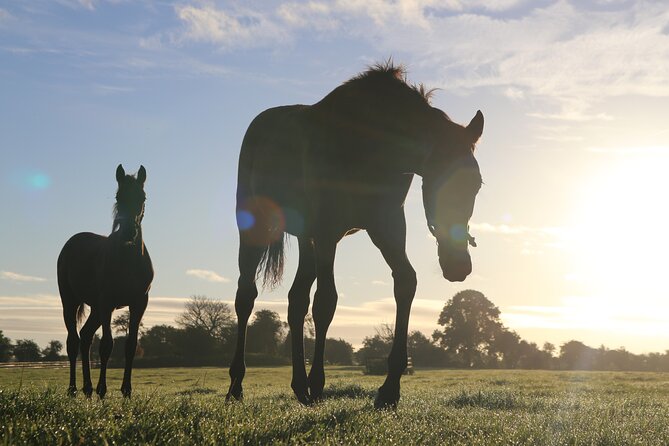 Irish National Stud & Gardens Skip the line Entrance - Key highlights you should know before you go