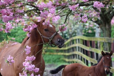Irish National Stud & Gardens Skip the line Entrance - Skip-the-line entrance: how it changes your day