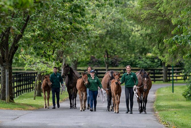Irish National Stud & Gardens Skip the line Entrance - Irish Racehorse Experience: making the breeding world make sense