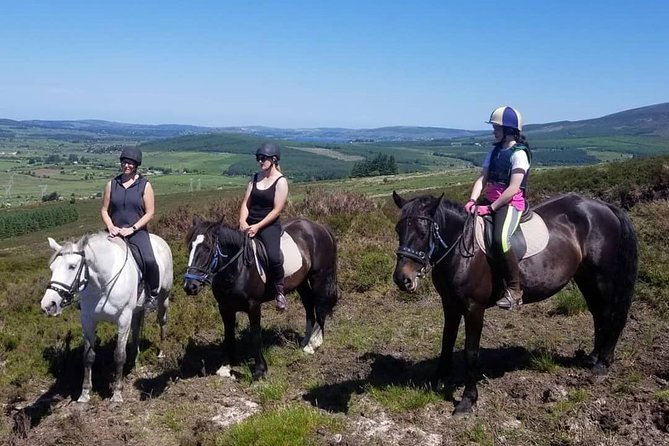 Wicklow Mountains Horse Trekking - Your horses and guides: patient, safety-first, and tuned to your level
